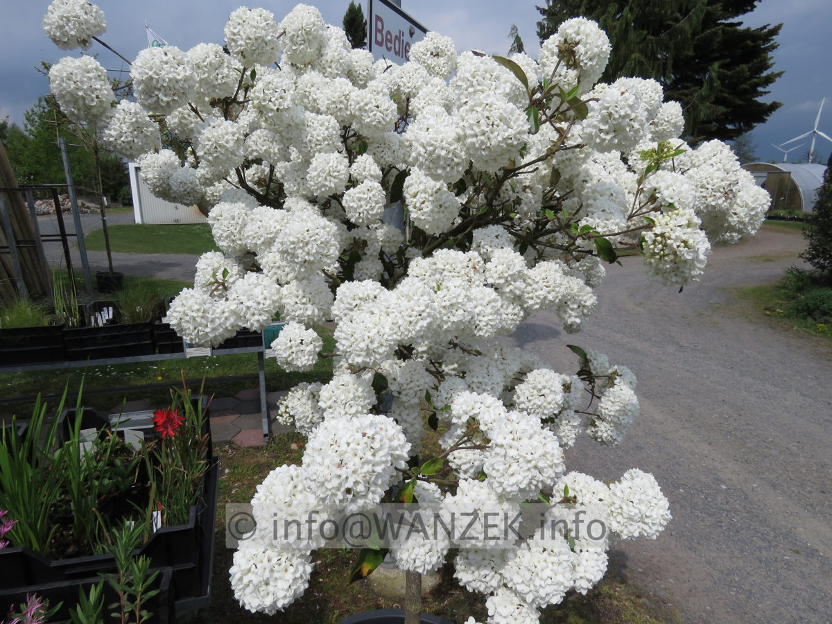 Viburnum Hybride Eskimo 04.JPG